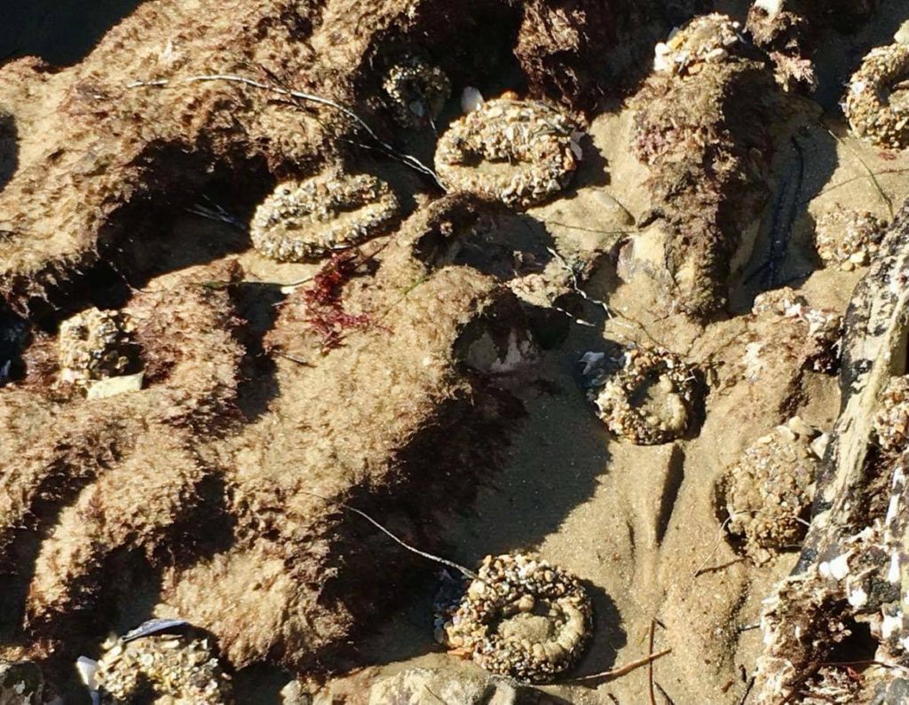 urchins in rock pool