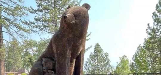lake tahoe bear